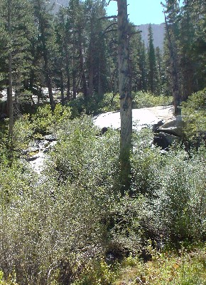 Mount Whitney '03