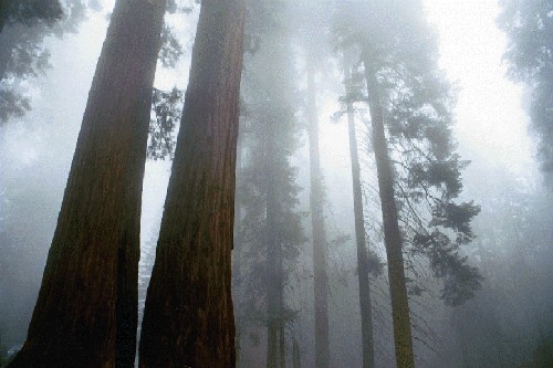 Sequoia Nat. Park '00
