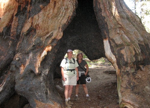 Sequoia Nat. Park '08