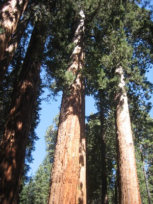 Sequoia Nat. Park '08