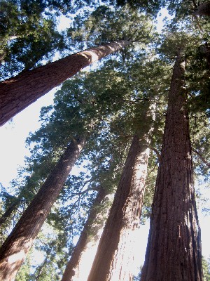 Sequoia Nat. Park '08