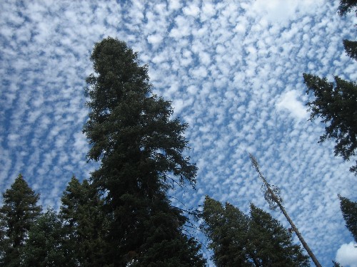 Sequoia Nat. Park '08