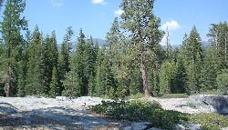 Sequoia '13