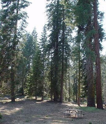 Sequoia '13