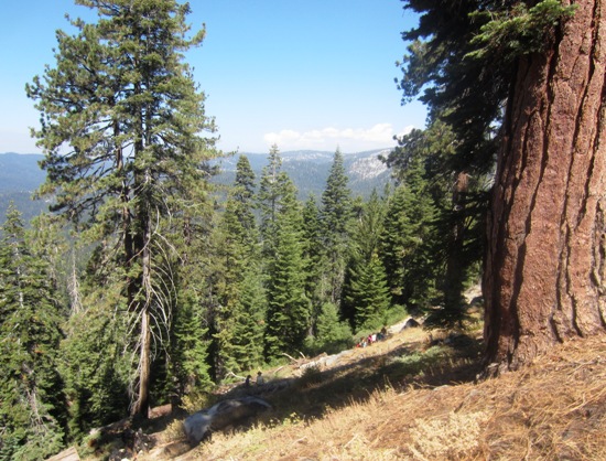 Sequoia National Park '13