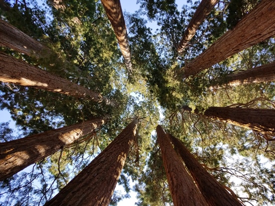 Sequoia '18