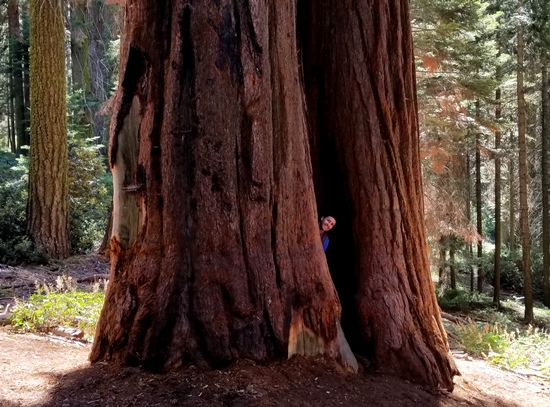 Sequoia '18