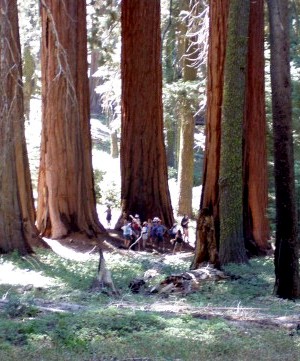 Sequoia National Park '03