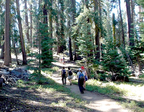 Sequoia National Park '03