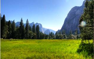 Yosemite Valley Meadow